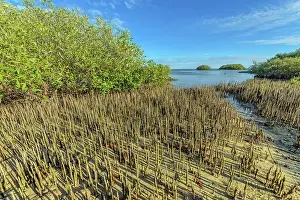 Halophile: Pneumatophores of mangroves - Ningaloo Marine Park