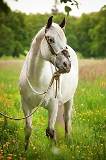 Bridle: POA, Pony of the Americas, mare in foal, white horse