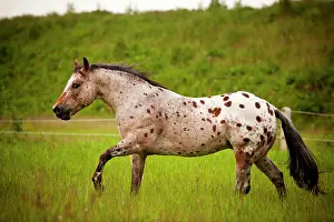 Bridle: POA, Pony of the Americas, red roan horse colour