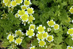 Foams: Poached egg plant, or common meadow foam