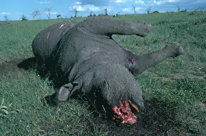 Poaching: Poached Rhino