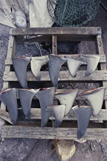 Illegal: Poached Shark Fins