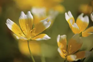 Douglasii: Poachedeggplant
