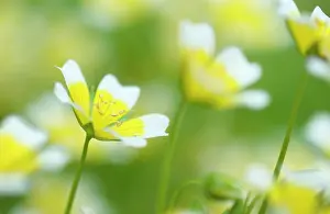 Douglasii: Poachedeggplant