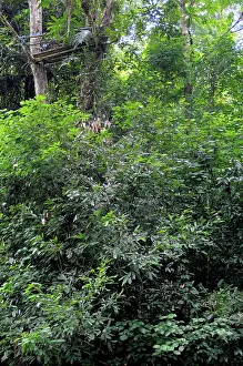 Illegal: Poacher's Platform