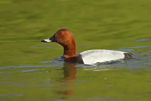 Ferina: Pochard