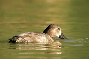 Ferina: Pochard