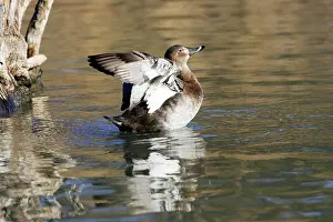 Ferina: Pochard