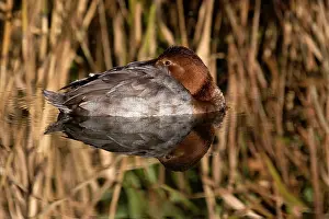 Ferina: Pochard