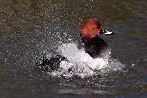 Ferina: Pochard