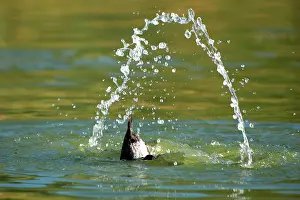 Upended: Pochard - dabbling