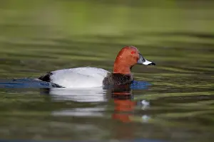 Ferina: Pochard - drake