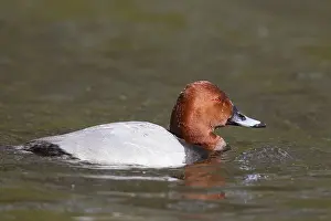 Aythya: Pochard drake - drake in breeding plumage - Germany