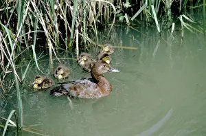 Ferina: Pochard Duck - ducklings