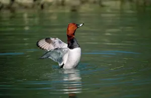 Ferina: Pochard Duck - flapping wings