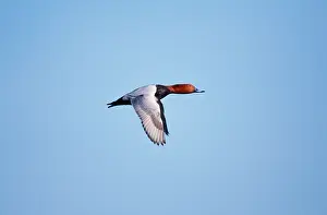 Ferina: Pochard Duck - in flight