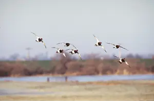 Pochards: POCHARD DUCK - group in flight