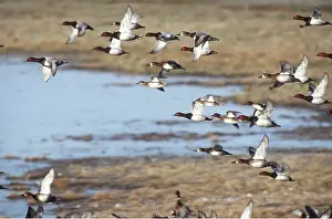Pochards: POCHARD DUCK - group in flight