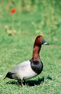 Ferina: Pochard Duck - male