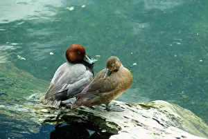 Pochards: Pochard Duck - pair