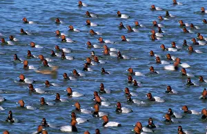 Ferina: Pochard Duck - winter gathering