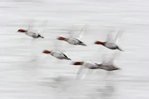 Ferina: Pochard - In flight