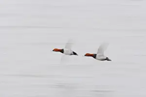 Ferina: Pochard - In flight