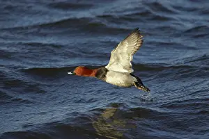 Ferina: Pochard - in flight