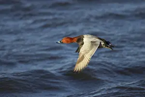 Ferina: Pochard in flight