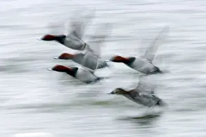 Ferina: Pochard - In flight