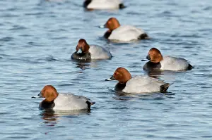 Ferina: Pochard - group of drakes on water