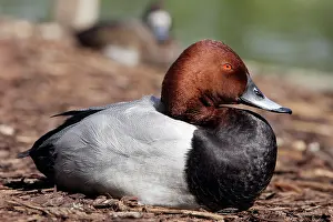 Ferina: Pochard - Male