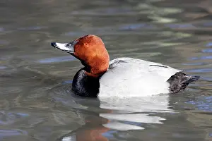Ferina: Pochard - male