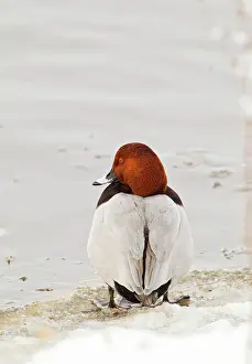 Ferina: Pochard - male at edge of ice