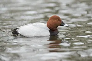 Aythya: Pochard - Male - Lancashire - UK