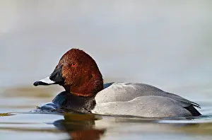Pochards: Pochard - male swimming