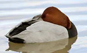 Ferina: Pochard - resting on water