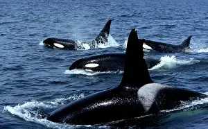 Transient: Pod of Transient Killer Whale / Orcas - 2 males
