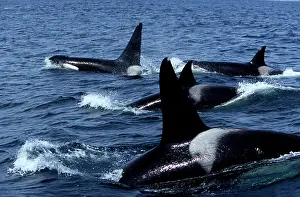 Transient: Pod of Transient Killer Whale / Orcas - 2 males