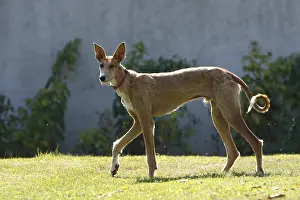 Champagne: Podenco Ibicenco walking in the grass garden France