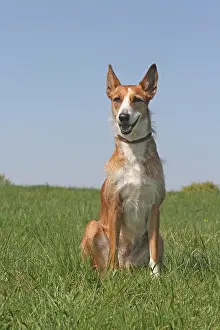 Podenco: Podenco, wire-haired, sitting on a lawn Podenco