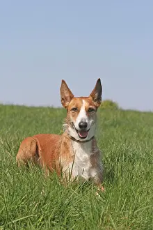 Podenco: Podenco, wire-haired, sitting on a lawn Podenco