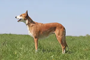 Podenco: Podenco, wire-haired, standing on a lawn, sideways