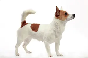 Warren: Podengo Portuguese Dog
