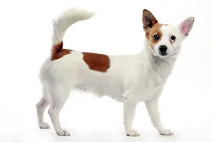 Warren: Podengo Portuguese Dog
