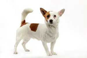 Warren: Podengo Portuguese Dog