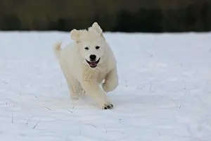 060222: Podhalanski puppy playing running in the snow, Arnsberg