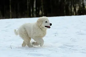 Arnsberg: Podhalanski puppy playing in the snow, Arnsberg