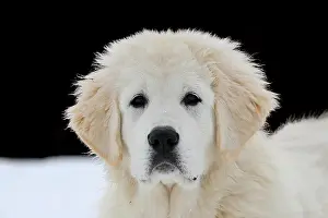 Arnsberg: Podhalanski puppy portrait, Arnsberg, North Rhine-Westphalia
