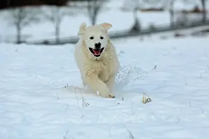 Arnsberg: Podhalanski puppy running in the snow, Arnsberg